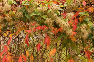 Close-up of red berries growing on tree