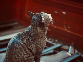 Close-up of cat looking at home