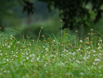 Close-up of dew drops on grass