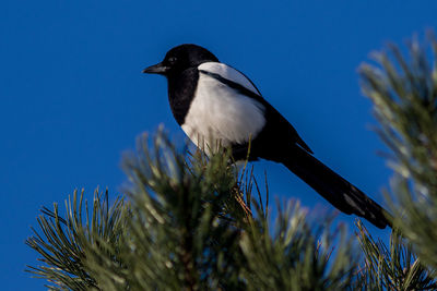 Low angle view of bird perching on plant against sky