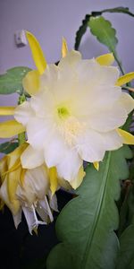 Close-up of yellow flowering plant