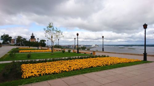 Yellow flowering plants by street against sky