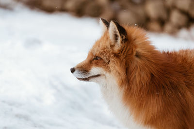 Side view of red fox on snow covered land