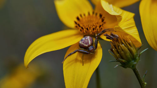 Close-up of bee on yellow flower