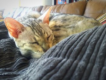 Close-up of cat sleeping on bed