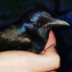 Close-up of a cropped bird