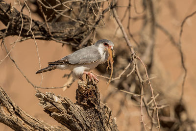 Close-up of bird perching on branch