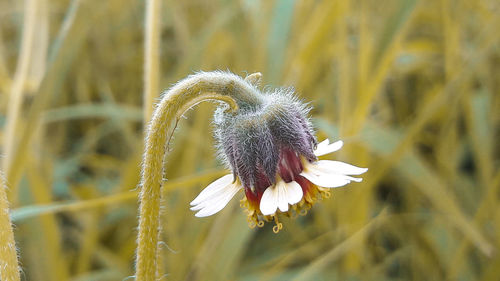 Close-up of white dandelion flower