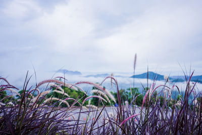 Plants growing on land against sky