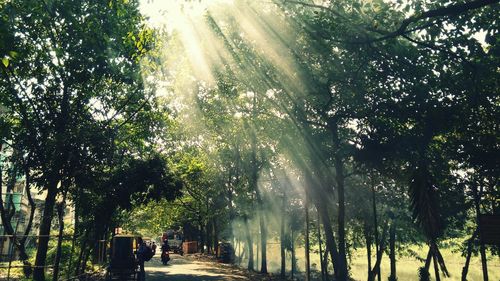 Sunlight beaming on roadside trees