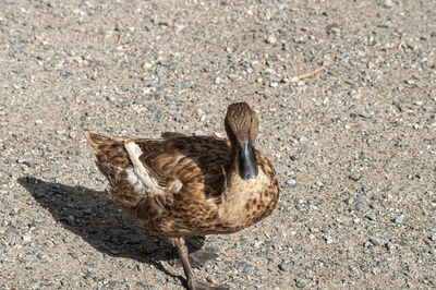 High angle view of duck on road