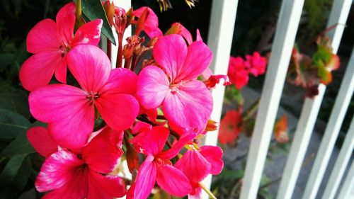 Close-up of pink flowers