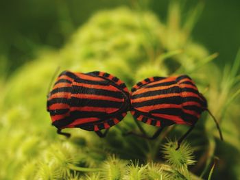 Close-up of butterfly on plant