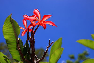 Close-up of red flowering plant against blue sky