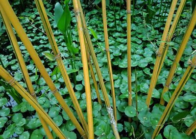 Full frame shot of bamboo plants