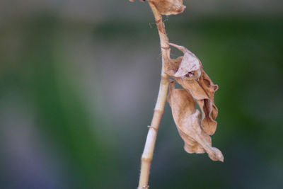 Close-up of dried plant