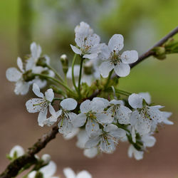 Close-up of white cherry blossoms in spring