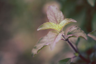 Close-up of flowering plant leaves