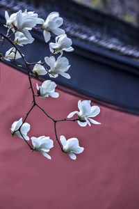 Close-up of white flowers