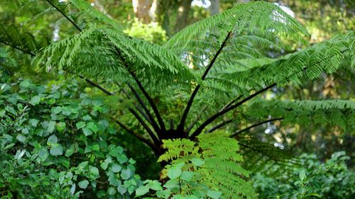 Close-up of fresh green plants in forest