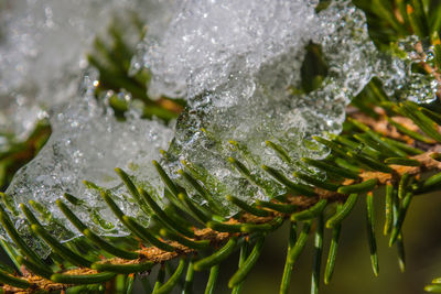 Close-up of frozen plant