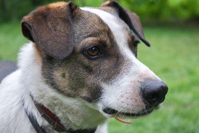 Close-up of dog looking away