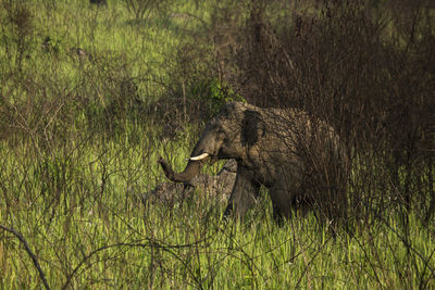 Elephant walking in the field