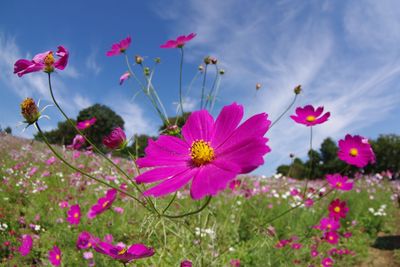 Close-up of pink cosmos flowers blooming against sky