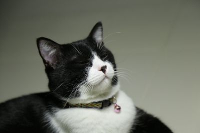 Close-up of cat looking at camera
