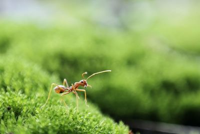 Close-up of ant on moss covered rock