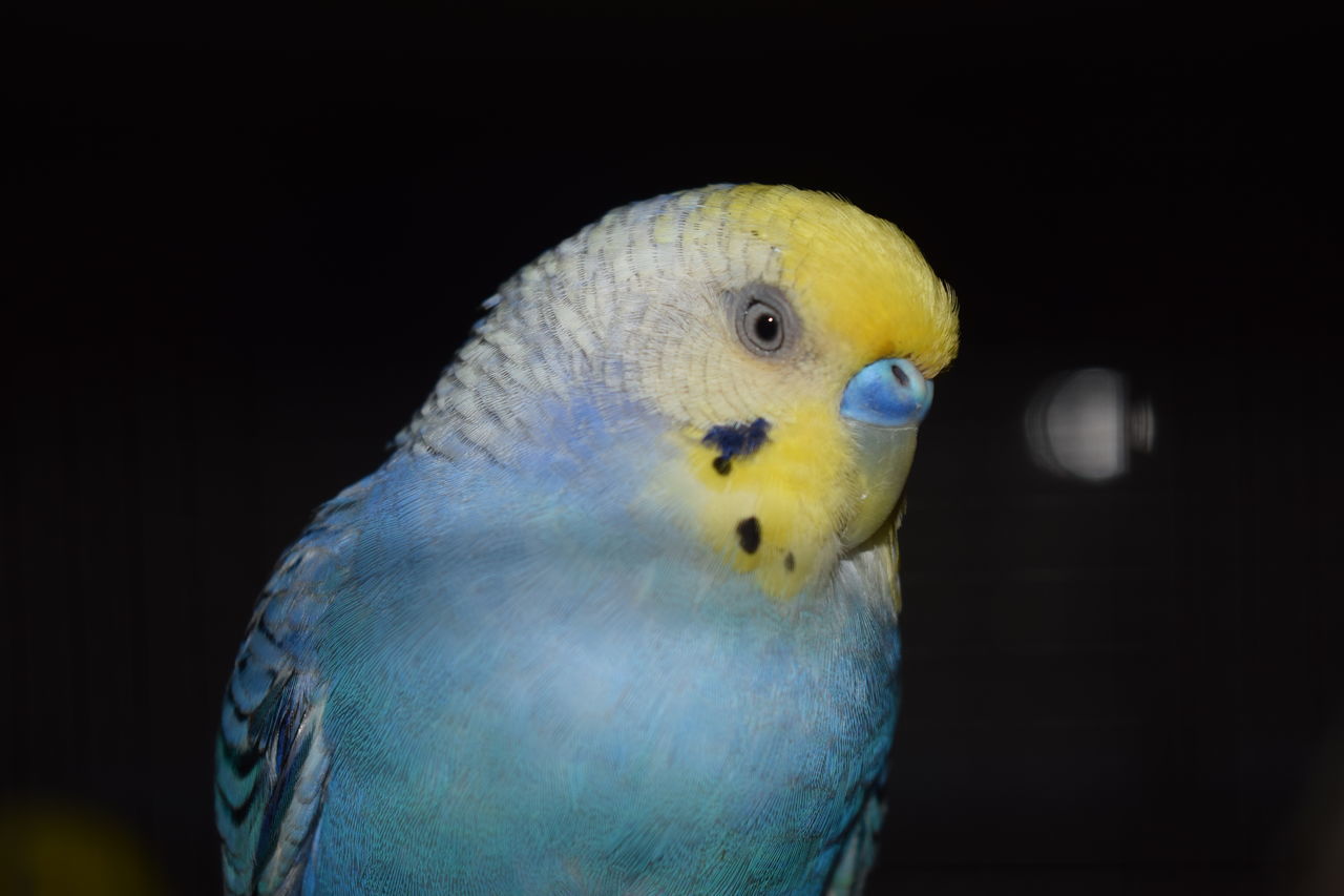 CLOSE-UP OF A PARROT IN BACKGROUND