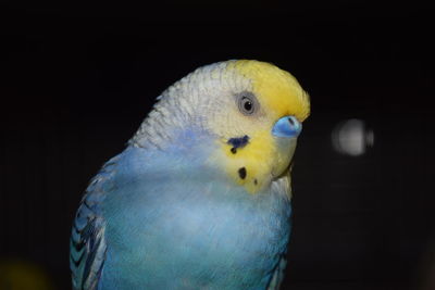 Close-up of a parrot