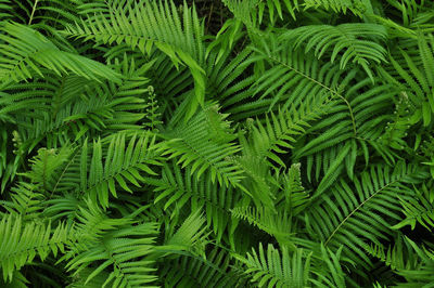 Full frame shot of fern leaves