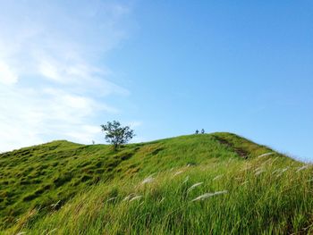 Scenic view of grassy field against sky