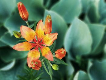 Close-up of orange flower