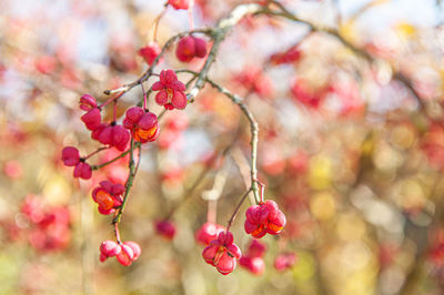 Close-up of pink cherry blossoms on tree