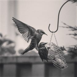 View of birds in flight