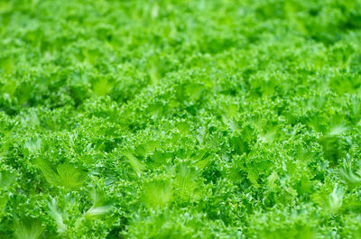 Full frame shot of fresh green plants