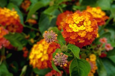 Close-up of fresh yellow flower