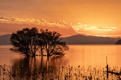 Silhouette tree by lake against sky during sunset