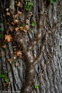 Close-up of roots on tree trunk