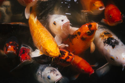 High angle view of koi carps swimming in pond