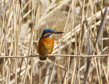 Close-up of bird perching on plant