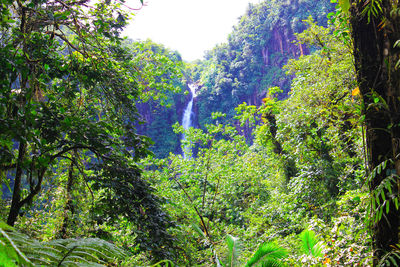 Low angle view of trees in forest