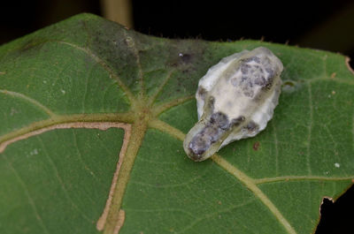 Close-up of insect on plant