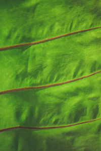 Full frame shot of green leaf