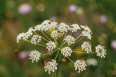 Close-up of bee pollinating on flower