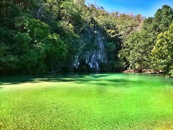 Trees growing in water