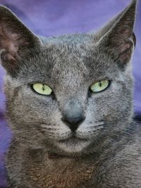 Portrait of cat