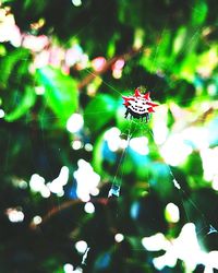 Close up of insect on flower